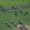 24-Moutons