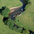 17-Vaches-dans-Ruisseau.jpg
