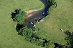 058-Vaches-dans-Ruisseau
