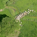 21-07-Moutons