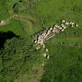 11-Moutons