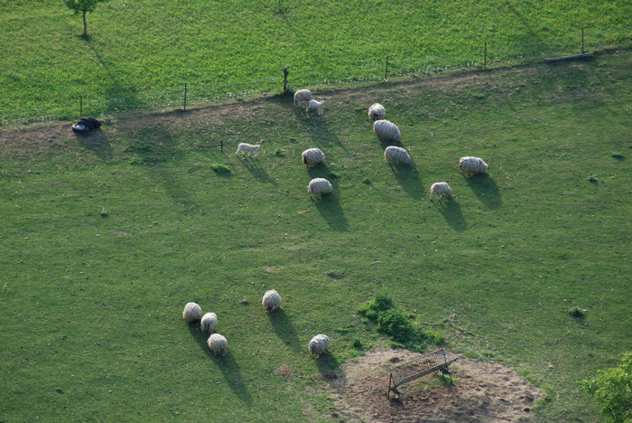 24-Moutons.jpg